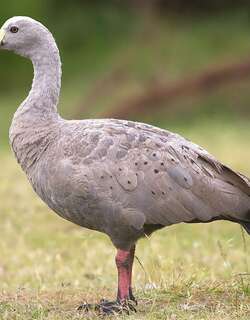 澳洲灰雁 / Cape Barren Goose / Cereopsis novaehollandiae