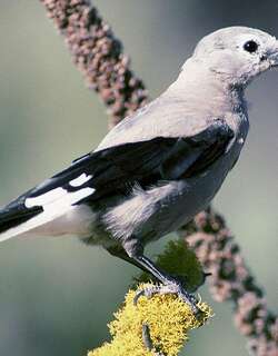北美星鸦 / Clark’s Nutcracker / Nucifraga columbiana