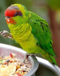 五彩鹦鹉 / Iris Lorikeet / Psitteuteles iris