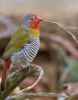 绿翅斑腹雀 / Green-winged Pytilia / Pytilia melba