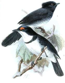 白尾凤头鹟 / White-tailed Crested Flycatcher / Elminia albonotata