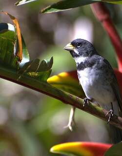 双领食籽雀 / Double-collared Seedeater / Sporophila caerulescens