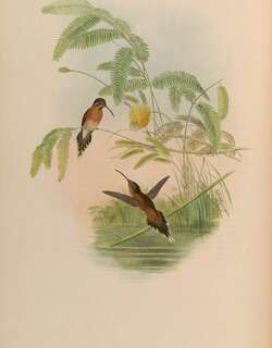 小隐蜂鸟 / Little Hermit / Phaethornis longuemareus