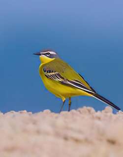 西黄鹡鸰 / Western Yellow Wagtail / Motacilla flava