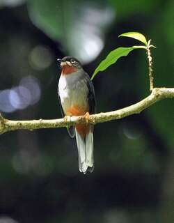 棕喉孤鸫 / Rufous-throated Solitaire / Myadestes genibarbis