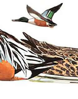 琵嘴鸭 / Northern Shoveler / Spatula clypeata