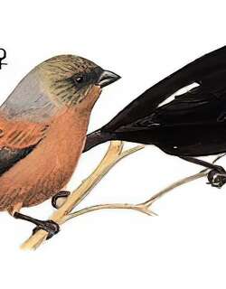 金枕黑雀 / Golden-naped Finch / Pyrrhoplectes epauletta