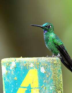 绿顶辉蜂鸟 / Green-crowned Brilliant / Heliodoxa jacula