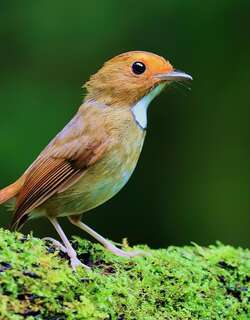 棕眉姬鹟 / Rufous-browed Flycatcher / Anthipes solitaris
