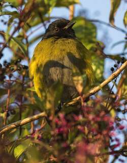黑黄丝鹟 / Black-and-yellow Phainoptila / Phainoptila melanoxantha