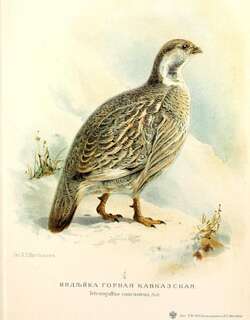 高加索雪鸡 / Caucasian Snowcock / Tetraogallus caucasicus