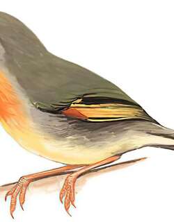 红嘴相思鸟 / Red-billed Leiothrix / Leiothrix lutea