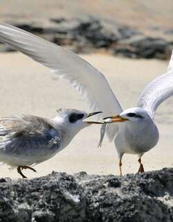 白顶燕鸥 / Snowy-crowned Tern / Sterna trudeaui