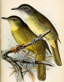 白喉旋木鹎 / White-throated Greenbul / Phyllastrephus albigularis