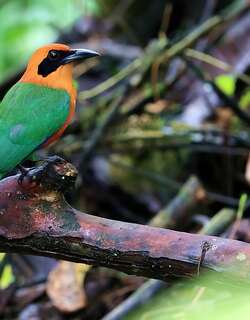 棕翠鴗 / Rufous Motmot / Baryphthengus martii