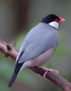 爪哇禾雀 / Java Sparrow / Lonchura oryzivora