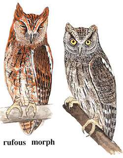 红角鸮 / Oriental Scops Owl / Otus sunia