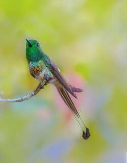 扇尾蜂鸟 / Racket-tailed Coquette / Discosura longicaudus