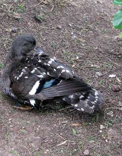 非洲黑鸭 / African Black Duck / Anas sparsa