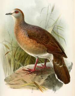 大尾棕翅鸠 / Yungas Dove / Leptotila megalura