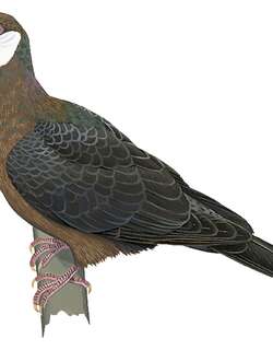 白喉林鸽 / Metallic Pigeon / Columba vitiensis