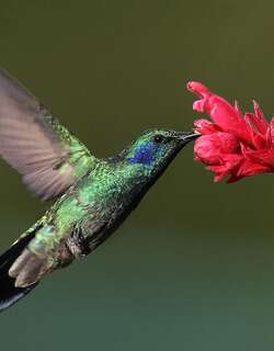 小紫耳蜂鸟 / Lesser Violetear / Colibri cyanotus