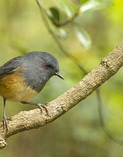 尼尔吉里短翅鸫 / Nilgiri Blue Robin / Sholicola major