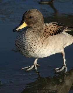 黄嘴鸭 / Yellow-billed Teal / Anas flavirostris