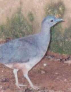 波斑穴䳍 / Undulated Tinamou / Crypturellus undulatus