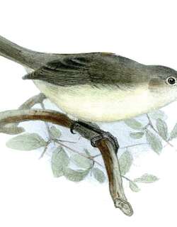 罗岛苇莺 / Rodrigues Warbler / Acrocephalus rodericanus