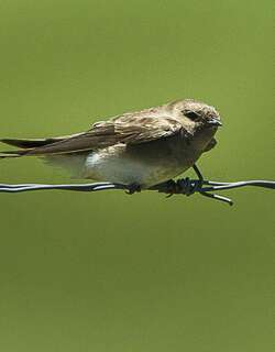 非洲褐喉沙燕 / Brown-throated Martin / Riparia paludicola