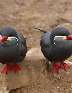 印加燕鸥 / Inca Tern / Larosterna inca