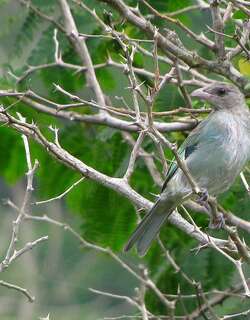 绿灰裸鼻雀 / Glaucous Tanager / Thraupis glaucocolpa