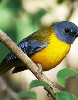 白点鸲 / White-starred Robin / Pogonocichla stellata
