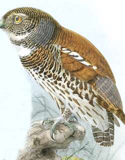 栗背鸺鹠 / Chestnut-backed Owlet / Glaucidium castanotum