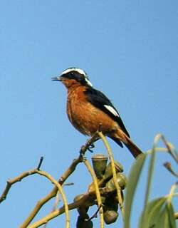 摩氏红尾鸲 / Moussier’s Redstart / Phoenicurus moussieri