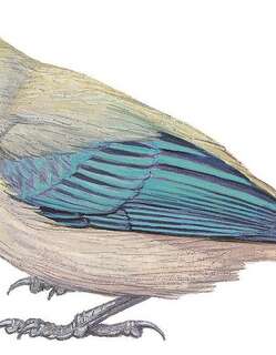 绿顶唐加拉雀 / Green-capped Tanager / Stilpnia meyerdeschauenseei