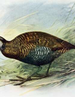 呆秧鸡 / Dieffenbach’s Rail / Hypotaenidia dieffenbachii