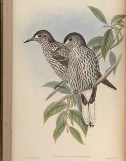 大斑星鸦 / Large-spotted Nutcracker / Nucifraga multipunctata