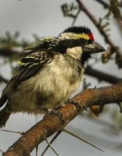 斑拟䴕 / Acacia Pied Barbet / Tricholaema leucomelas