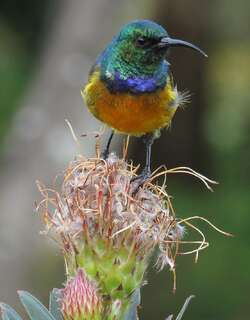 橙胸花蜜鸟 / Orange-breasted Sunbird / Anthobaphes violacea