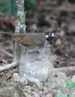 白耳地雀 / White-eared Ground Sparrow / Melozone leucotis