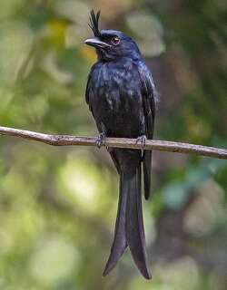 冠卷尾 / Crested Drongo / Dicrurus forficatus