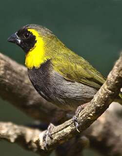 古巴草雀 / Cuban Grassquit / Phonipara canora