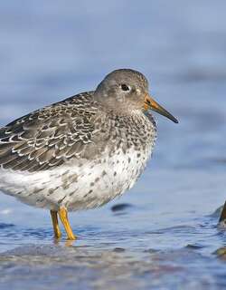 紫滨鹬 / Purple Sandpiper / Calidris maritima
