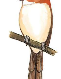 黑眉鸦雀 / Pale-billed Parrotbill / Chleuasicus atrosuperciliaris