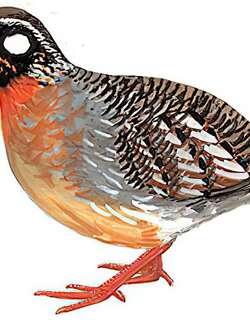 海南山鹧鸪 / Hainan Partridge / Arborophila ardens