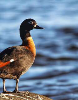 棕胸麻鸭 / Australian Shelduck / Tadorna tadornoides