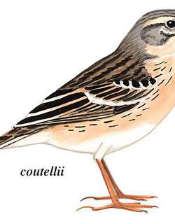 水鹨 / Water Pipit / Anthus spinoletta