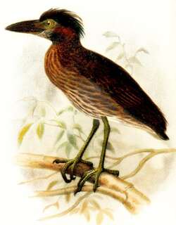 百慕大夜鹭 / Bermuda Night Heron / Nyctanassa carcinocatactes
